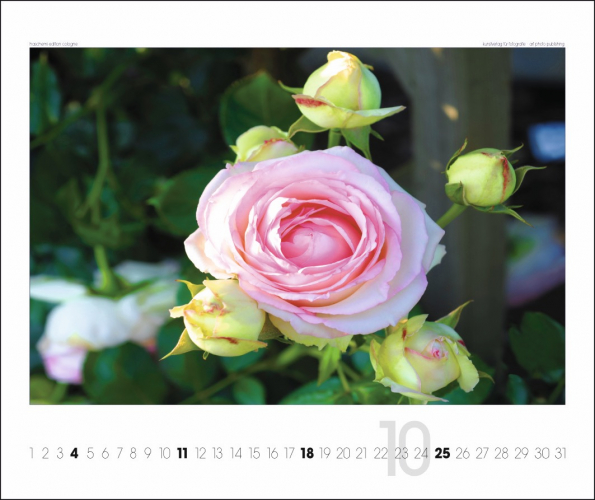 ROSEN KALENDER